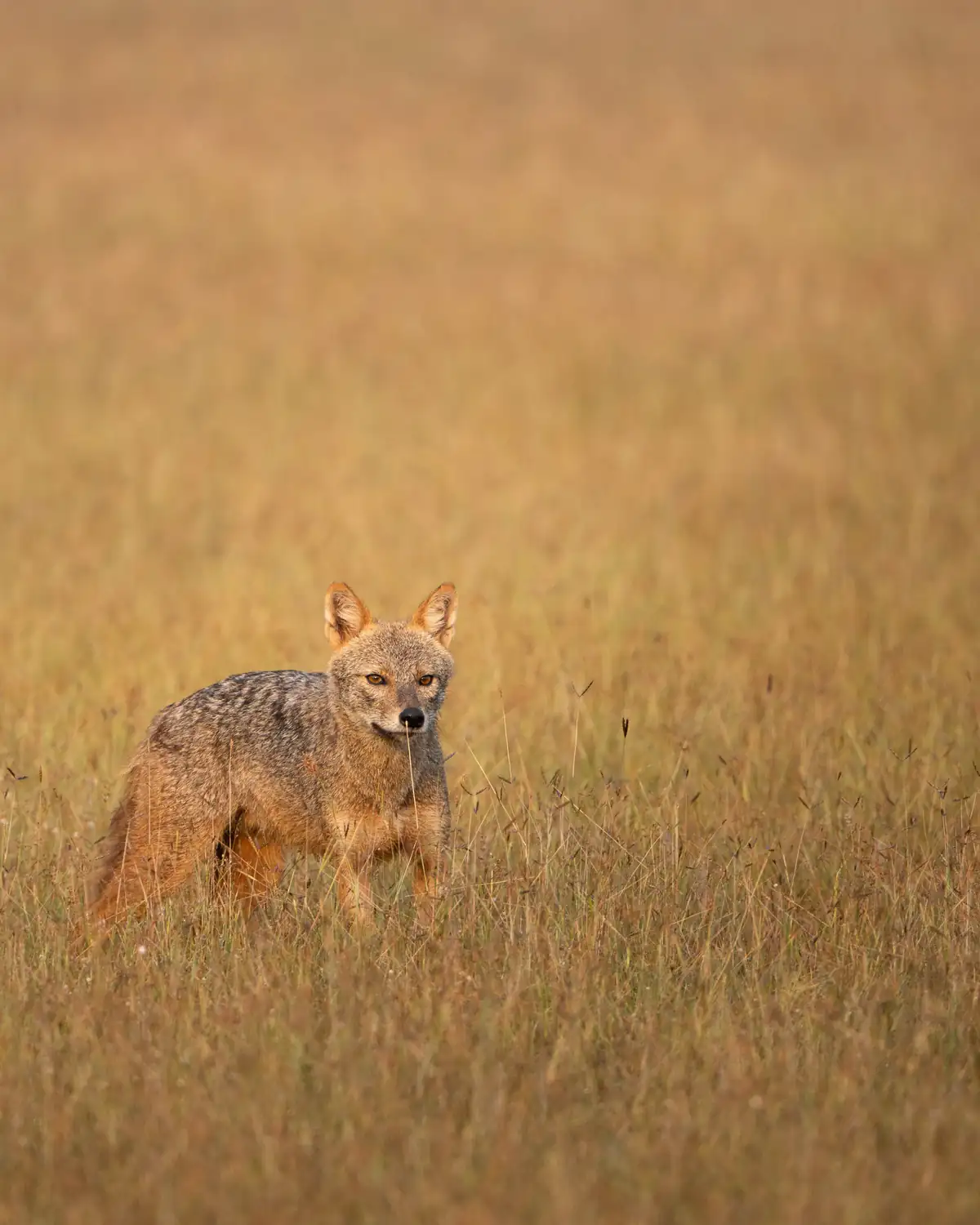 Jackal spotted during a game drive in Wilpattu