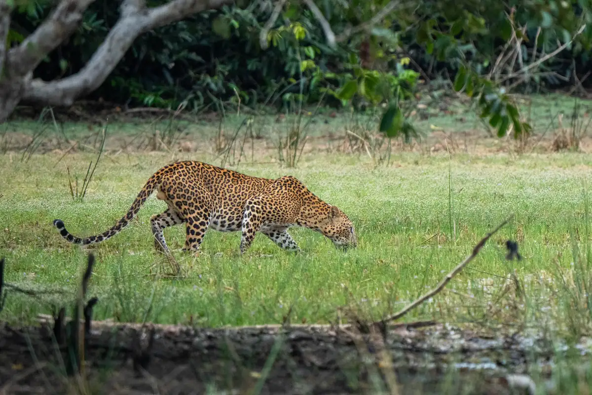 Leopard resting in Wilpattu National Park