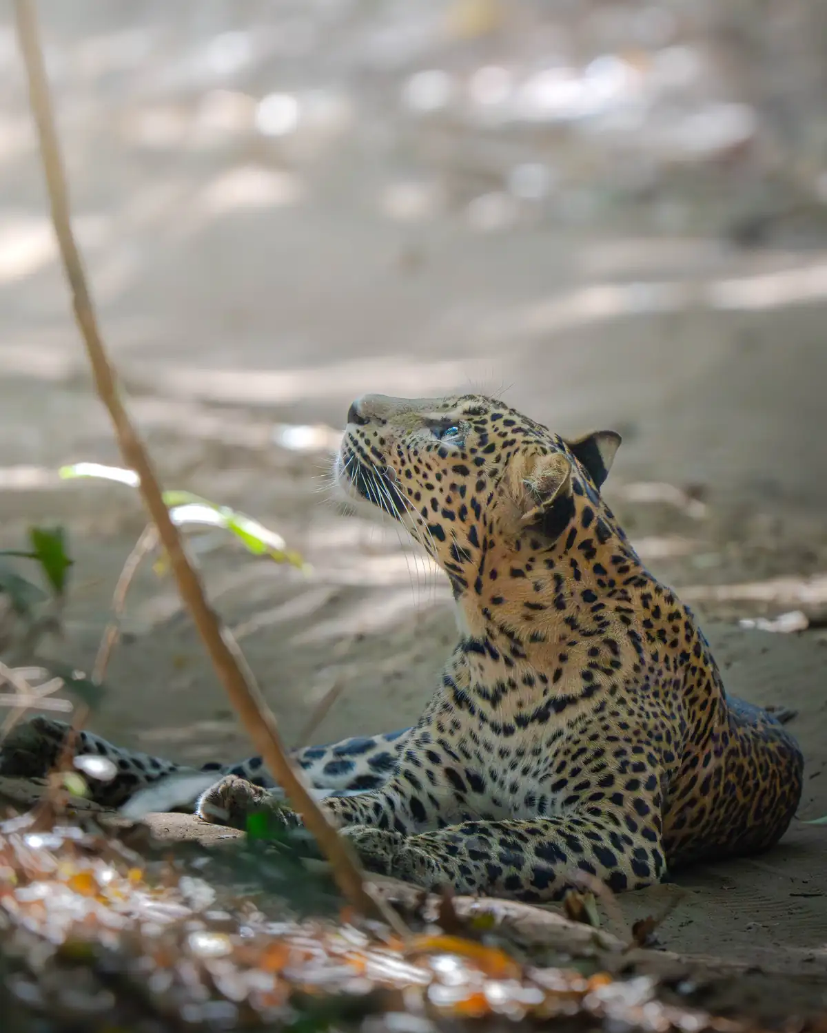 Close-up of a leopard in Wilpattu National Park