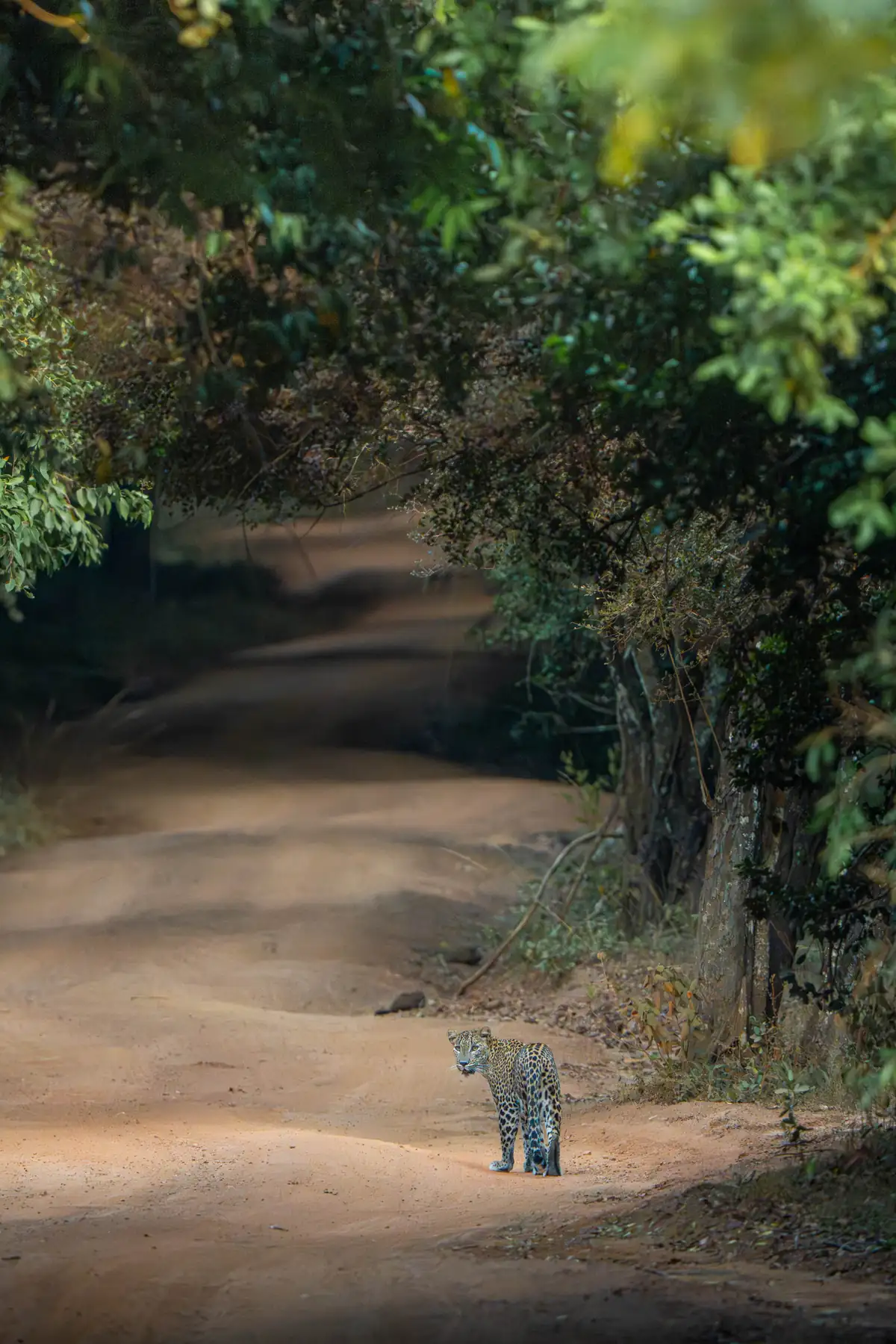 Leopard walking through scrub in Wilpattu National Park
