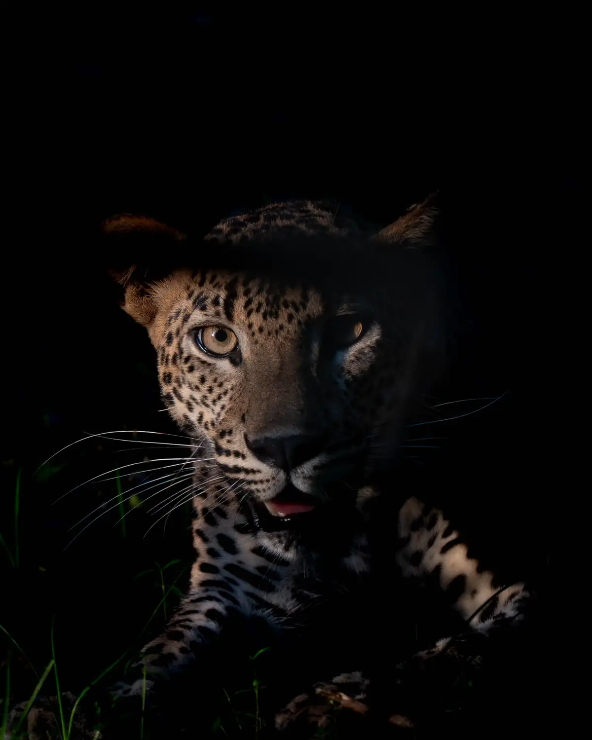 Leopard staring intently in Wilpattu National Park